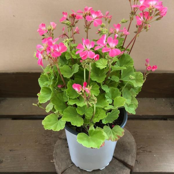 ゼラニウム 苗 総合 Favofavoitems