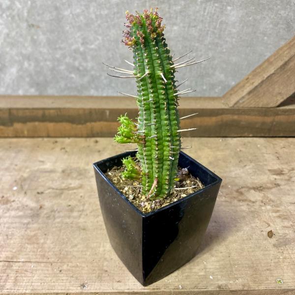 ユーフォルビア　フェロックス　群生　勇猛閣 勇猛閣」ユーフォルビア属フェロックス｜そだレポ（栽培レポート