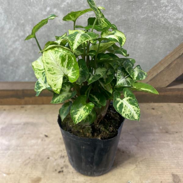 [Release date: June 14, 2020]シンゴニウムは、美しい葉っぱを楽しむ観葉植物です。マッキーは小葉でモコモコとした葉をいっぱい茂らせる可愛いミニシンゴニウム。クリームとグリーンの交じる小さな葉が魅力【サイズ】3.5号...