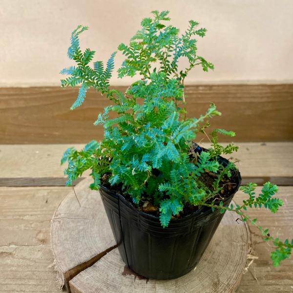 [Release date: June 14, 2020]レインボーファンは中国南部を原産とするイワヒバ属の常緑多年草。コンテリクラマゴケという別名がありますが、コケではなくシダ植物です。エメラルドグリーンの小さな葉がふさふさと茂るのが特徴...