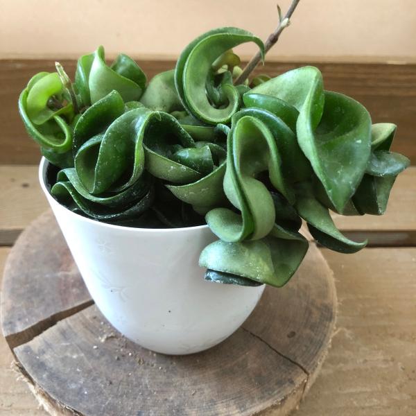 [Release date: June 14, 2020]ホヤは、ガガイモ(キョウチクトウ)科に分類される観葉植物です。カールが入った肉厚のホヤで、葉がよじれ、節間がつまった姿が個性的なシルエットになります。成長が非常に遅い品種ですが、成長...