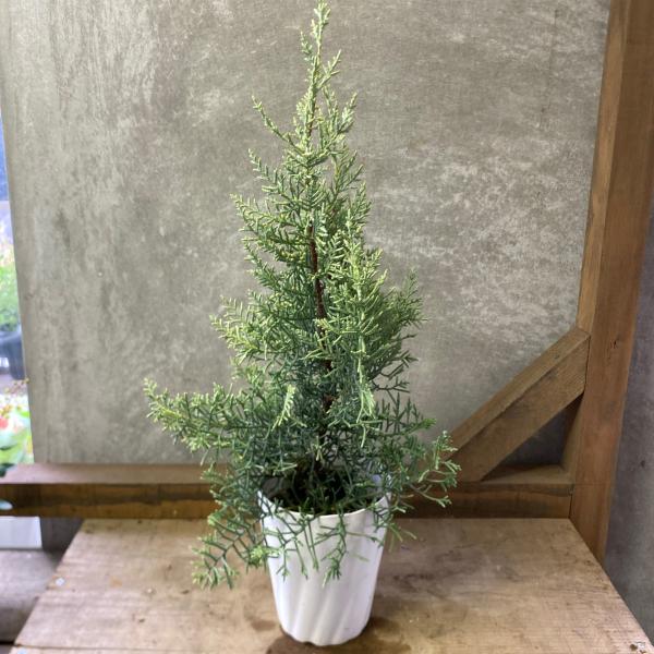 サルフレア 苗 ・ シルバースター（枝変わり）コニファー2種セット