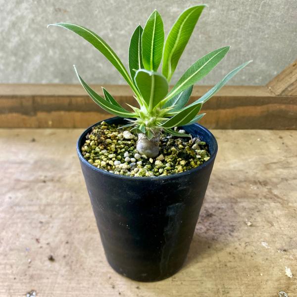 [Release date: June 13, 2020]シルバーグレーのトゲのある幹が特徴的の塊根植物で、ずんぐりむっくりの形が面白い植物です。トゲがあるのでサボテンの仲間のように見えますが、キョウチクトウの仲間です。ユニークな株姿に反し...