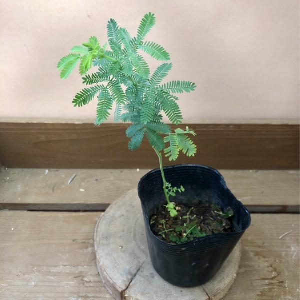 [Release date: June 15, 2020]「ミモザ」とはアカシア属のなかでも、黄色の房状の花を咲かせる種類の俗称です。中でもギンヨウアカシアはミモザとして、人気の庭木です。常緑高木で、名前の通りの銀葉が一年中楽しめます。鳥の...