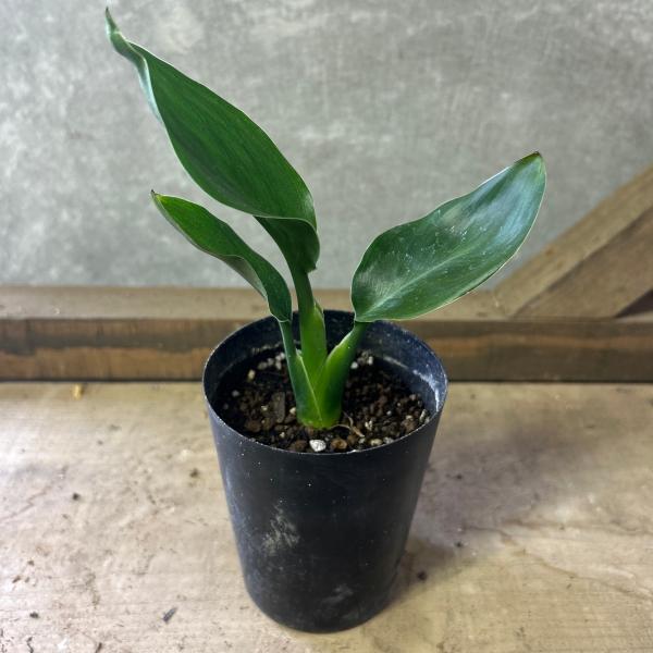 観葉植物　ストレチア　レギネ