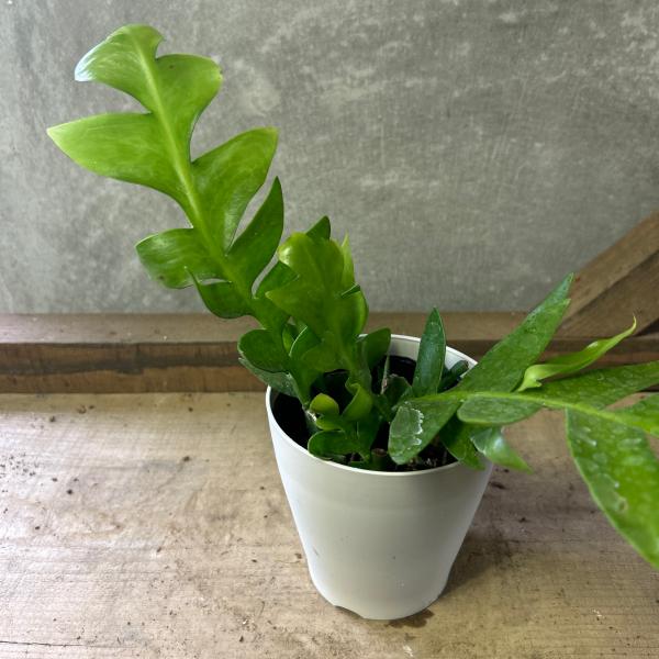 観葉植物　エピフィラム　クリソカルディウム