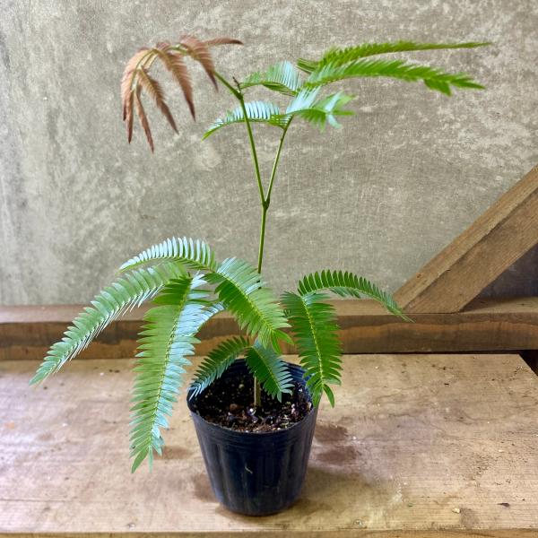 K！エバーフレッシュ　種　140粒　新鮮 K！エバーフレッシュ 種 140粒 新鮮 観葉植物 エバーフレッシュ