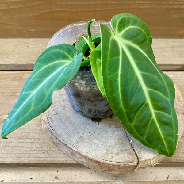 [Release date: June 14, 2020]花ではなく、美しい葉を楽しむ観葉植物の原種アンスリウム・ヴィレナオルム。細長い葉にシルバーの葉脈が入るアンスリウムで、あまり背は高くなりません。成熟すると葉が長くなり美しい葉脈になり...