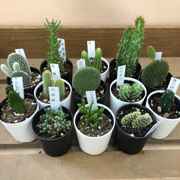 サボテン 8鉢set : plantlife - 通販 - Yahoo!ショッピング