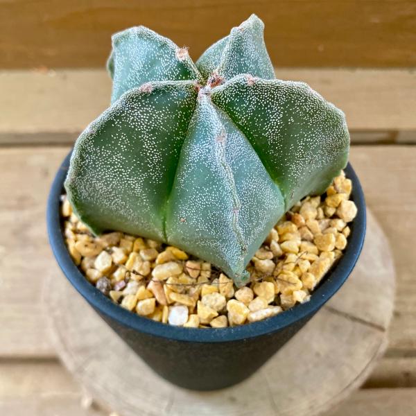 [Release date: June 13, 2020]ランポー玉（鸞鳳玉・らんぽうぎょく）とは、サボテン科アストロフィツム属のサボテンで、トゲがなく縦に稜線が入った丸みを帯びた幹をしており、幹全体に白く細かい斑点を持ちます。比較的丈夫で...