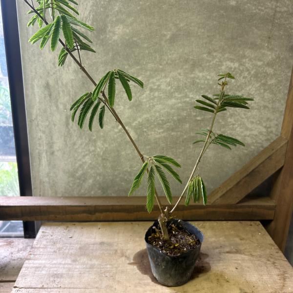 花木 ネムノキ 緋ネム（ヒネム・緋合歓） 白花