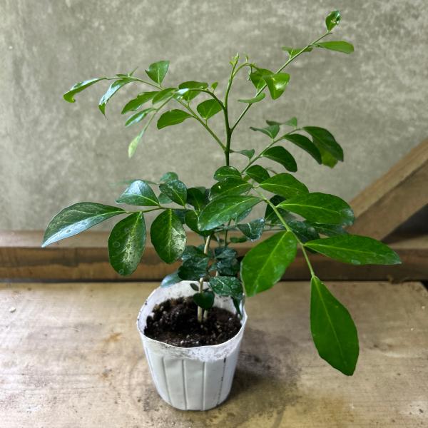 観葉植物　シルクジャスミン（ゲッキツ）
