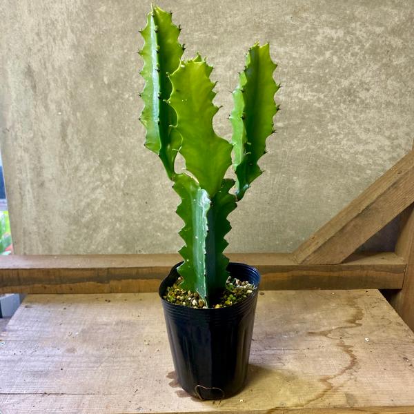 [Release date: June 13, 2020]ユーフォルビアには2000種を超える種類があり、サボテンのような姿をしているものからクリスマスのポインセチアまでその姿も多種多様です。ラクテアは熱帯アジアからインドが原産で、棘のある...