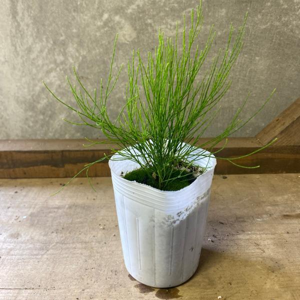 常緑低木 カスアリナ モクマオウ : plantlife - 通販 - Yahoo!ショッピング