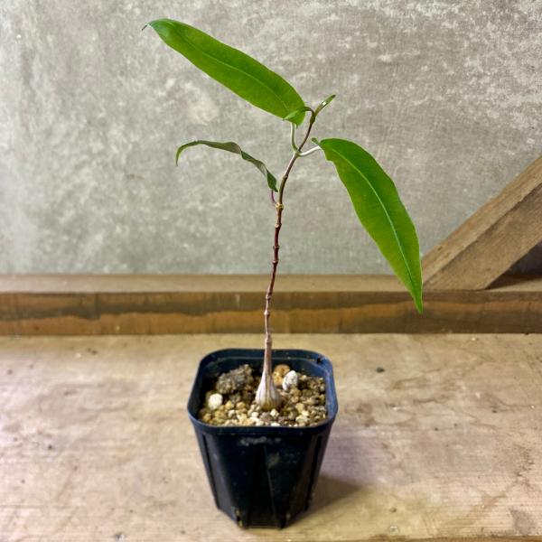 [Release date: June 13, 2020]ペトペンチア　ナタレンシスは南アフリカ原産のツル性の塊根植物（コーデックス）です。プロペラ・バイン（ツル）とも呼ばれます。数m以上になる木ですが、大きくせずに観葉植物や盆栽として仕立...