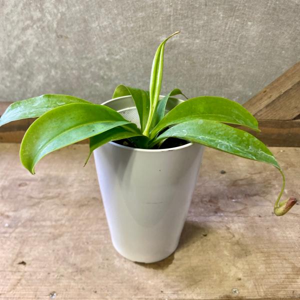 [Release date: June 14, 2020]ウツボカズラは、ツボのような形をした食虫植物です。ツルの先の捕虫袋に虫を誘い、落とし込んで消化、吸収します。株が生長すると6〜7月に、花びらが4枚の小さな黄色い花を咲かせます。奇妙な...