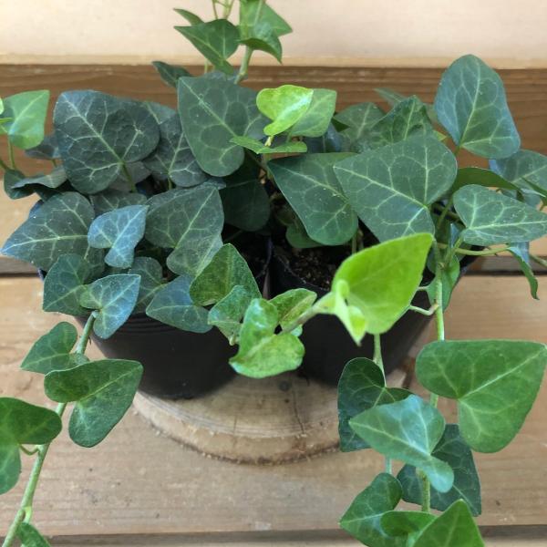 観葉植物　ヘデラ サーク　ハートヘデラ　2ポットset