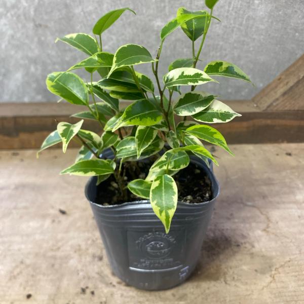 [Release date: June 14, 2020]観葉植物の代表的品種の一つ「ベンジャミン」インテリアグリーンとして、まさに定番中の定番です。家庭でもオフィスでも、どこに置いても邪魔にならず、その場の雰囲気になじむ守備範囲の広さも人...