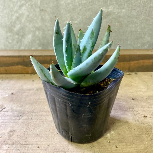 [Release date: June 13, 2020]ホワイトグリーンの肌に、小さな赤刺。内側に湾曲する傾向があることから、逆立つ激しいシルエットに。小さな棘があるもギャップある優しい配色が魅力的。【サイズ】 3号ポット※樹形など異なり...