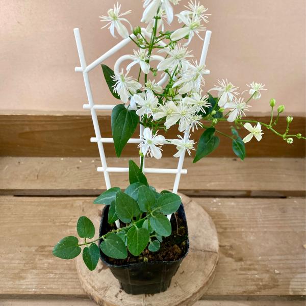 [Release date: June 15, 2020]センニンソウ（仙人草）は、日本や中国などに自生する原種のクレマチス（フラミュラ系）でつる性多年草です。種の形が白い髭を生やした仙人を連想させることから名づけられました。花の開花時期は...