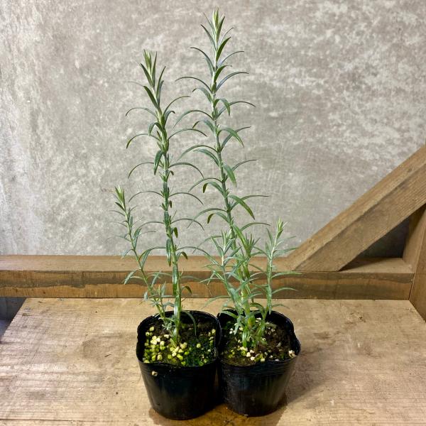plantlife_pl091504