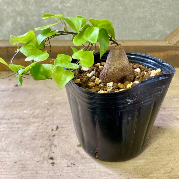 [Release date: June 13, 2020]亀の甲羅のような塊根が特徴のつる性多肉植物で「アフリカ亀甲竜」とも呼ばれます。小さいうちは塊根部分がきれいなつるっとした丸い肌で、大きくなるとひび割れを起こして亀の甲羅のように見える...