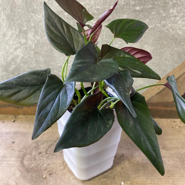 [Release date: June 14, 2020]シンゴニウムは、美しい葉っぱを楽しむ観葉植物です。サイズの割に葉っぱが大きく、かわいらしい雰囲気があります。こちらの品種は、ダークなグリーンと葉裏のチョコレート色の組み合わせがお洒落...