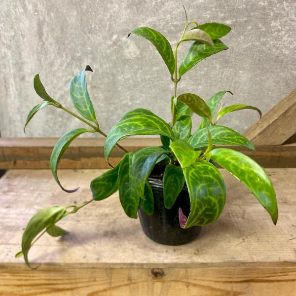 [Release date: June 14, 2020]エスキナンサスはインド、マレーシアに約160種ある熱帯植物で、熱帯雨林の樹木の幹や岩などに着生しています。多肉質の葉が特徴的で、枝垂れ系の着生植物は観葉植物としても人気！ラテン語でm...