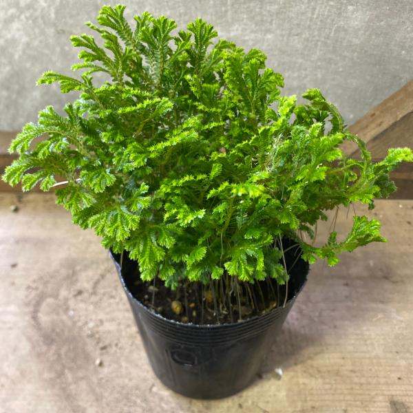 [Release date: June 14, 2020]セラギネラはクッションモスと呼ばれることもあるイワヒバ科の植物です。鮮やかなモスグリーン色の葉を、ふわふわと広げるにように育つミニサイズの観葉植物で、とても人気があります。【サイズ】...