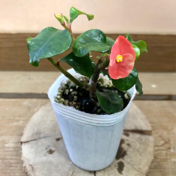 [Release date: June 13, 2020]トゲがないのでチクチクしない花キリン。丸くて赤い可愛い花が、春から秋までずっと咲き続けます。丈夫な品種で、栽培に手間がかかりません。とげがないぶん扱いやすく、見た目も通常の花キリンに...