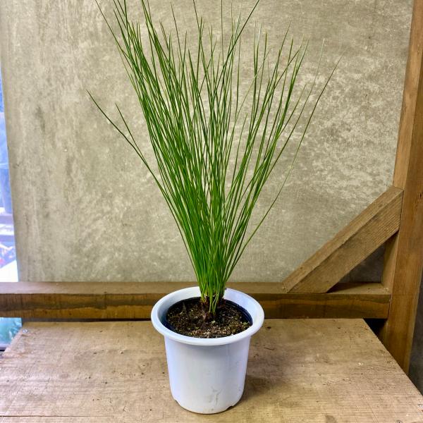 [Release date: June 15, 2020]北ダイオウマツ（大王松）は、別名では「ダイオウショウ」や「ロングリーフ・パイン」とも呼ばれる北アメリカが原産の常緑高木です。繊細な糸のような葉を、噴水のように放射状に下垂させる姿に、...