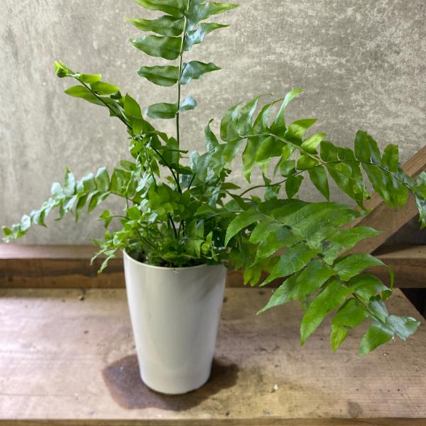 [Release date: June 14, 2020]葉も大きく長く育ちやすいマッチョ。名前とは裏腹に柔らかく優しい雰囲気で葉も大きいのでボリュームあるシルエットが楽しめます。【サイズ】3号鉢※樹形など異なります。【水やり】春〜秋は、土...