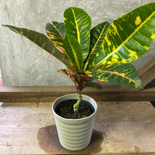 [Release date: June 14, 2020]クロトンはヘンヨウボク（変葉木）とも呼ばれるカラフルな葉色と葉形の変化が魅力で、トロピカルな雰囲気を演出できる観葉植物。ペトラは様々な色の入るカラフルな楕円形の葉が魅力です。【サイズ...