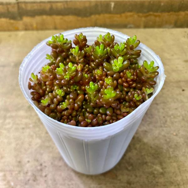 [Release date: June 13, 2020]レッドベリーは、寒さが深まるにつれ真っ赤に紅葉する多肉植物です。紅葉がピークのときは、みずみずしいイチゴのような姿になることから、レッドベリーという名前がつけられました。ぷくぷくした...