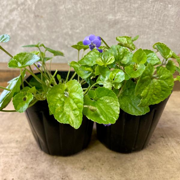 [Release date: June 15, 2020]スイートバイオレットは、冬の花壇に欠かせないパンジーやビオラと同じ、スミレ属の多年草。冬から早春にかけて2cmほどの香りのよい花をひそやかに咲かせて、花が少ない季節を彩ります。この開...