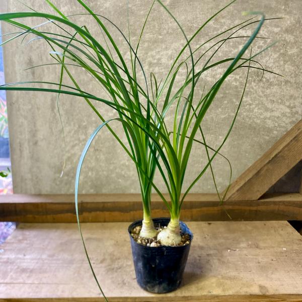 [Release date: June 14, 2020]徳利（トックリ）のようにふくらんだ株がユニークな植物。長い葉が頂点から馬のしっぽのようにひろがることから、英名「ポニーテールパーム」でも呼ばれています（単に縮めてポニーテールとも）。...