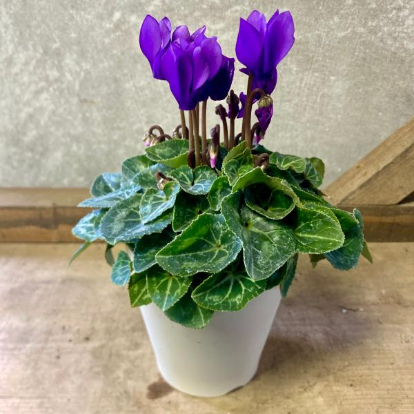 [Release date: June 15, 2020]ドラゴンは世界初のF1ハイブリッド・ブルーシクラメンです。神秘のブルーがきらめく新時代のシクラメン。種子系シクラメンとしては世界初のブルーの品種です。美しい花が、手軽にご自宅でお楽し...