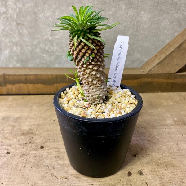 [Release date: June 13, 2020]トウダイグサ科ユーフォルビア属の夏型の多肉植物鉄甲丸と鱗宝を組み合わせたと言われている品種。ごつっとした幹肌と、頭の葉っぱがかわいらしい。【サイズ】3.5号鉢※樹形など異なります。※...