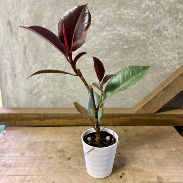 [Release date: June 14, 2020]フィカスは育てやすい初心者にも人気の観葉植物で、ゴムの木の名前でも知られています。人気のゴムの木で、「ブルー」の名のように、成熟した葉は光の加減で青みがかって見える、黒に近いシックな...