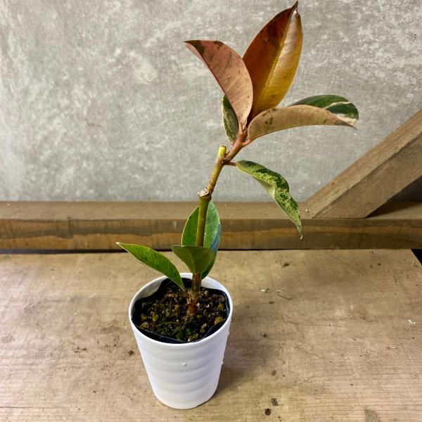 [Release date: June 14, 2020]フィカスは育てやすい初心者にも人気の観葉植物で、ゴムの木の名前でも知られています。フィカス・ジンは、かすんだ散り斑が入った美しい葉をもつ観葉植物。ゴムの木の仲間ですが、流量が少なめの...