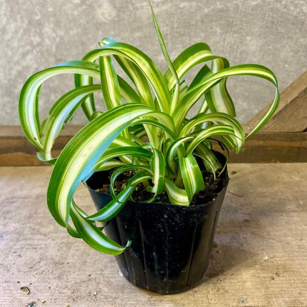 [Release date: June 14, 2020]オリヅルランは、鮮やかな葉が主役の観賞用の植物で、室内に置けばお部屋の印象がパッと明るくなります。ボニーの特徴は葉がカールしてきて可愛い雰囲気をもっている品種。【サイズ】3.5号ポッ...