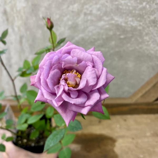 [Release date: June 15, 2020]ベンムーンはアメリカで育種された芳香性のミニバラ。花付きが良く花持ちの良さも抜群で、長く楽しむことが出来ます。花形は優雅で上品ないかにもバラらしい形。ほのかな優しいピンクパープルの色...