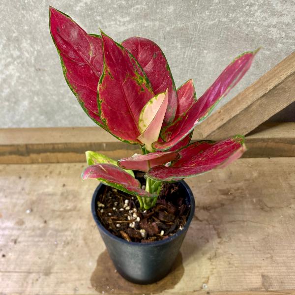 [Release date: June 14, 2020]アグラオネマは幸せを招くタイの宝石と呼ばれ、幸福を運んでくれる植物としてアジア各国の家庭で大切に育てれている植物です。耐陰性に優れ、オフィスグリーンやデスクトッププランツとして楽しめ...