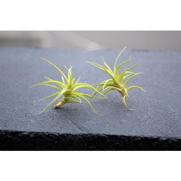 おしゃれなエアープランツをあなたのお部屋に エアープランツ アエラントス ミニアータ 子株 ｓｓサイズ 価格は２個セットのお値段です ティランジア チランジア No 0067 代購幫