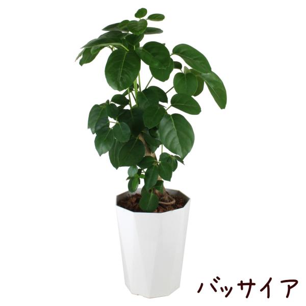 plantsfululu_brassaia-6