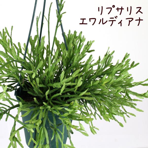 リプサリス・エワルディアナ 吊り鉢 5号【サボテン 多肉植物
