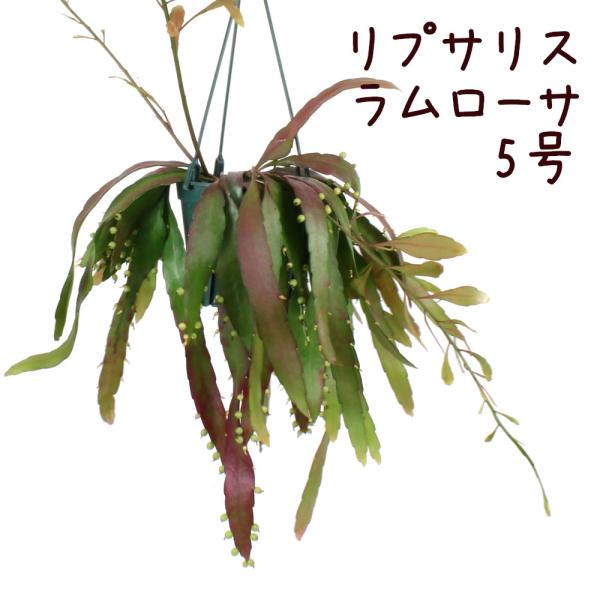 リプサリス・ラムローサ 吊り鉢 5号【多肉植物 観葉植物 5寸 おしゃれ