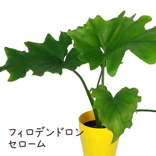 フィロデンドロン・セローム 3.5号【観葉植物 3.5寸 おしゃれ 新生活 インテリア 誕生日 ギフト プレゼント 室内 卓上 棚置き テーブル デ】