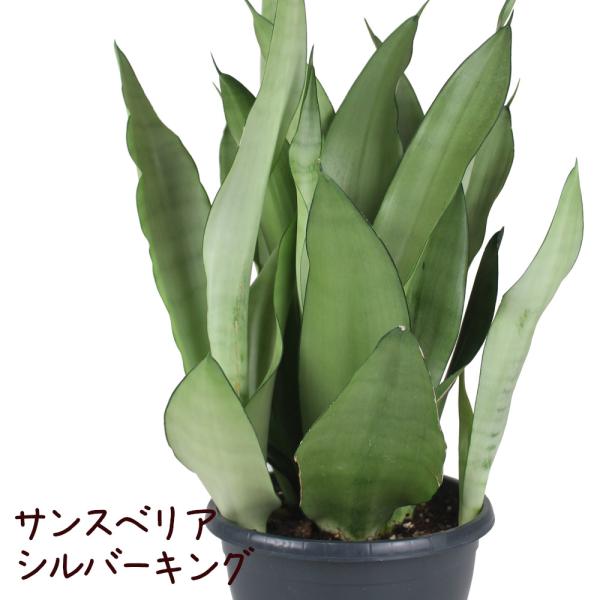 サンスベリア・シルバーキング 7号【観葉植物 おしゃれ インテリア