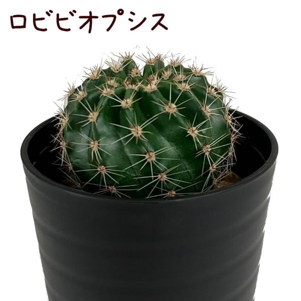 ロビビオプシス【観葉植物 サボテン 多肉植物 インテリア グリーン